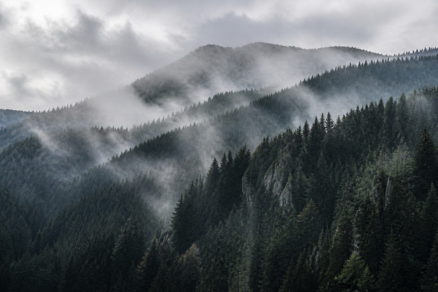 Nebeliger Fichtenhang am Brocken im Harz